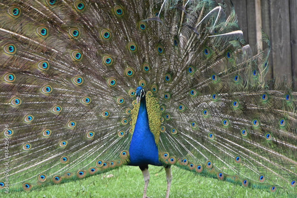 Naklejka premium Blaue Pfau, Pavo cristatus