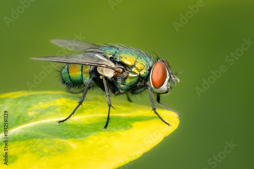 Closeup on a green bottle fly resting on a yellow and green leaf under a blurred background