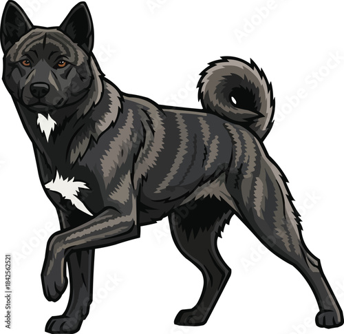 Kai Ken dog standing alert attentive stance with paw raised