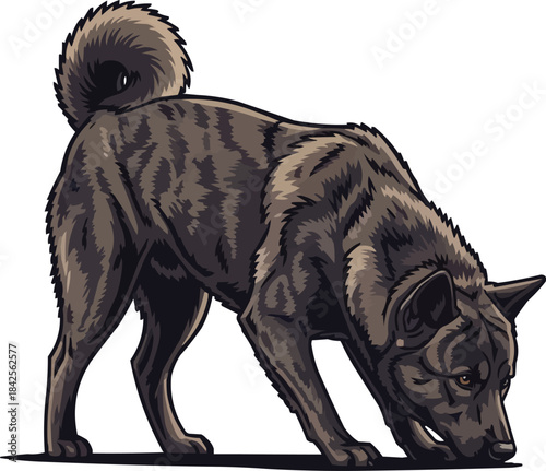 Kai Ken dog sniffing alert scenting stance illustration