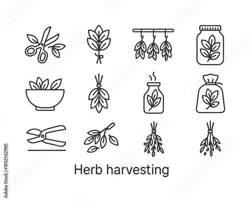 Herb Icon Set. Herb harvesting. Line icon set of Herb harvesting