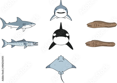 Collection of Marine Animals Sharks Orca Eels Barracuda and Stingray
