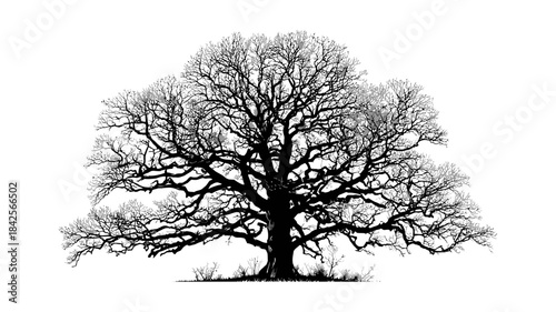 Majestic bare tree silhouette isolated on white, showcasing intricate branches of a mature deciduous oak in winter