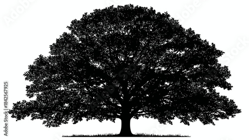 Black silhouette of a large, mature, deciduous tree with dense foliage, isolated on a white background. Nature graphic.