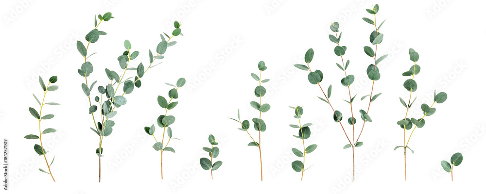 Fototapeta premium Eucalyptus branches.Flat lay photography isolated PNG without shadow. Botanical collection with fresh green leaves. Natural banner for wellness, spa and organic design concept.
