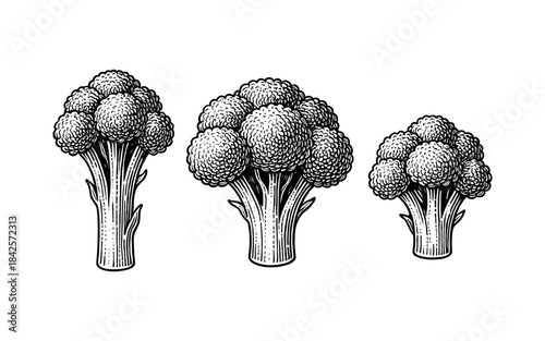 Vintage style broccoli sketch: three stalks on white background