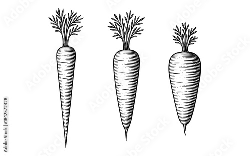 Hand drawn carrots with organic details in black and white