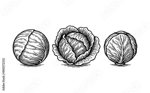 Hand drawn cabbage trio: detailed botanical sketch of fresh vegetables