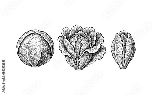 Detailed hand drawn cabbage varieties: savoy, napa, and lettuce sketches