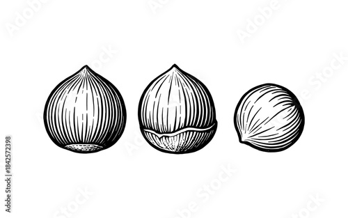 Hand drawn hazelnuts collection in vintage style on white background