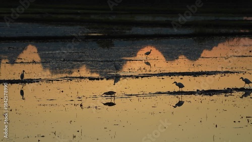 Birds in the pond and a sunset view.