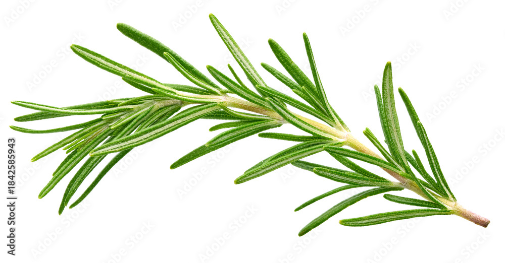 Fototapeta premium Fresh green rosemary isolated on a white background