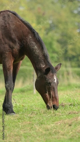 Brown domestic horse grazing in a meadow on a pasture in the rural countryside, trees and forest in background in Germany, Europe, slow motion vertical video