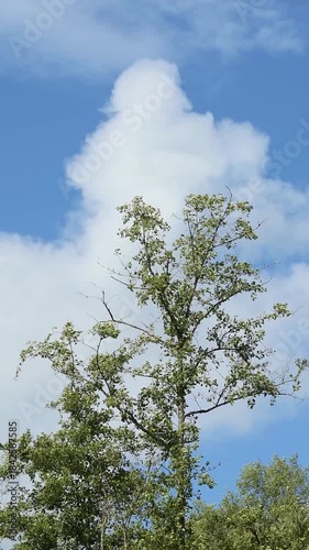 Tree with green foliage against blue sky with moving white clouds during summer