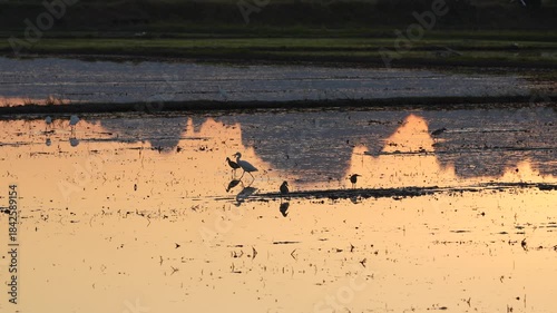 Birds in the pond and a sunset view.