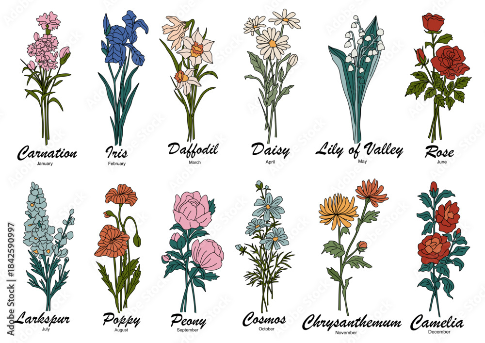 Fototapeta premium A hand drawn botanical illustration chart of birth month flowers. Colored outline sketch style vector drawings isolated on transparent background