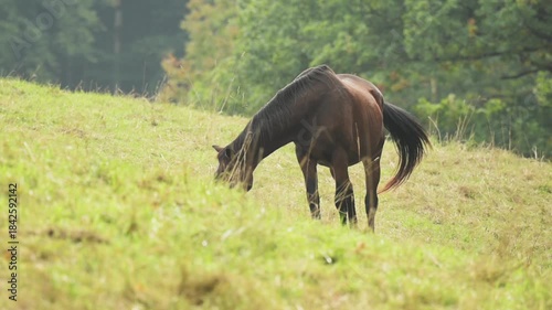 Dark brown domestic horse grazing in a hill and meadow on a pasture in the rural countryside, trees and forest in background in Germany, Europe, slow motion vertical video
