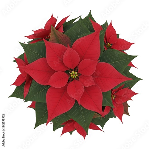 Vibrant red poinsettia flower with green leaves isolated on white background