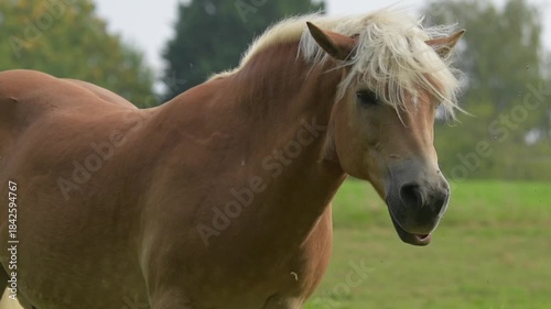 Brown Haflinger horse standing in a meadow on a pasture in the rural countryside shaking off flies during summer in Germany, Europe