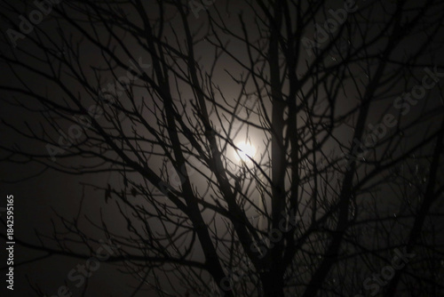 Quadro su tela A night photograph showing the silhouette of a bare tree in the foreground, its