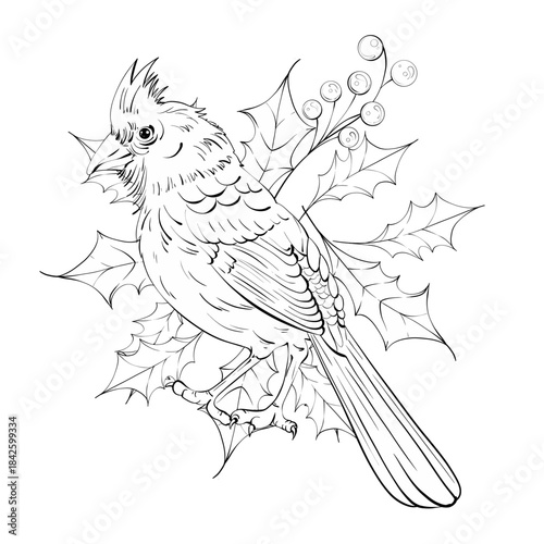 Bird Illustration Featuring Cardinal on Holly Branch With Winter Berries Detailed and Intricate Line Art for Coloring Enthusiasts and Nature Lovers