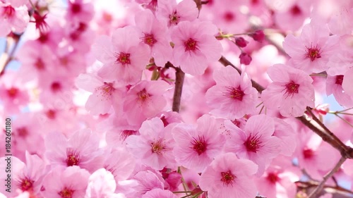 ピンク色の陽光桜が満開・風に揺れて美しい