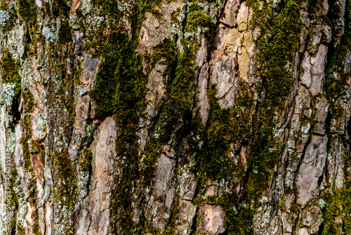 Photos Bark on the trunk of an old tree, overgrown with moss