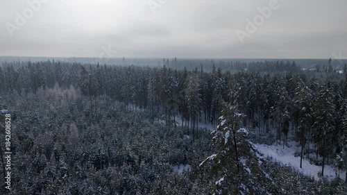 Winter forest coniferous snow snow-covered Zakopane Poland