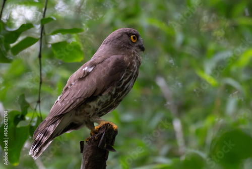 Foto A striking, detailed of a Brown Hawk owl, Brown boobook perched on a dark, mossy branch, set against a beautifully soft, blurred background of lush green tropical foliage
