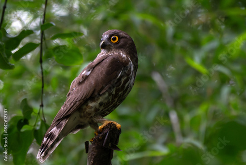 Schilderij op canvas A striking, detailed of a Brown Hawk owl, Brown boobook perched on a dark, mossy branch, set against a beautifully soft, blurred background of lush green tropical foliage