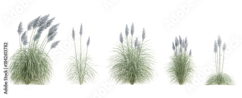 3d white pampas grass with soft plumes and thin green blades isolated on a transparent background
