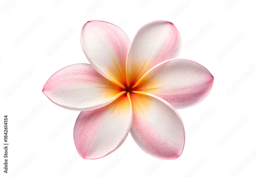 Fototapeta premium Pink and yellow plumeria flower with delicate gradient petals, isolated on a transparent background
