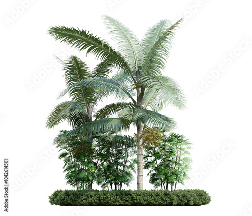 3d render tropical palm trees with dense green foliage on transparent background