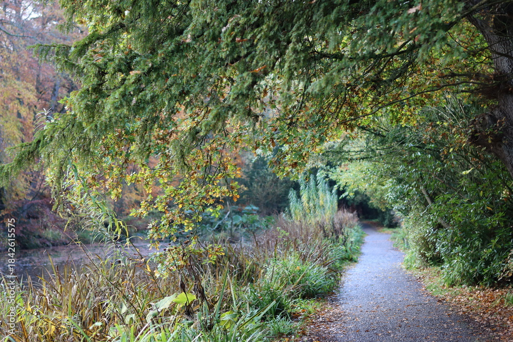 Fototapeta premium Path through a woodland in autumn