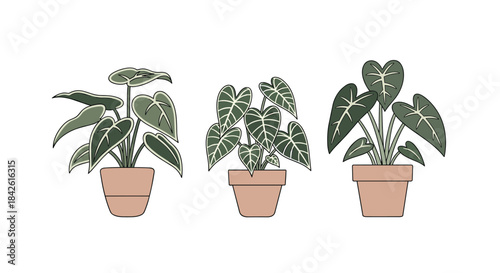 Set of three different illustrated tropical houseplants in terracotta pots, featuring detailed leaves in a clean, modern line art style.