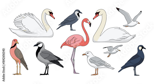 Collection of beautifully illustrated water birds including white swans, a pink flamingo, seagulls, and lapwings isolated on white background.