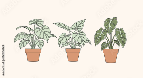 Set of three potted tropical houseplants illustrated in a charming, minimalist sketch or line art style, perfect for home decor concepts.