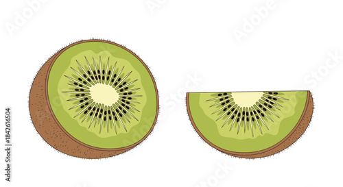 Detailed vector illustration of a fresh and ripe green kiwi fruit shown as a whole, a half, and a quarter slice on a white background.