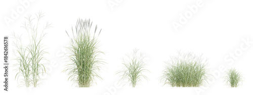 Set of 3d miscanthus flavidus Ornamental grass plants with white plumes on transparent background