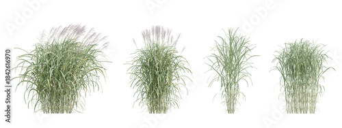 3d illustration miscanthus floridulus grass plant bushes on transparent background
