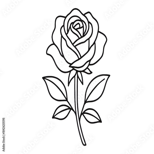 rose vector illustration line drawing art