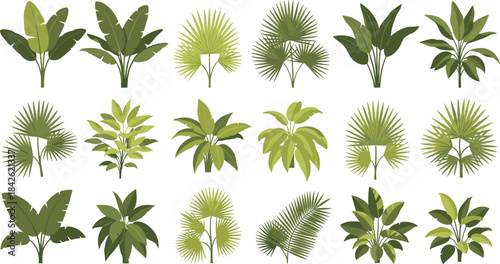 Tropical plant illustrations, lush green foliage set with palm leaves and exotic shrubs for botanical design, landscaping projects, nature decor, and jungle themes