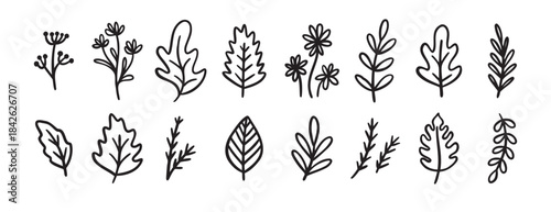 autumn or summer leaves doodle sketch icon set. forest leaf design elements set in vintage retro line style