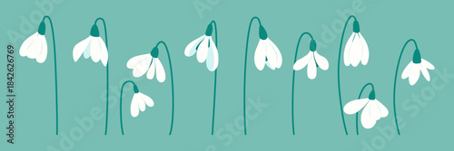 White first flowers, snowdrops on turquoise background. Delicate spring banner with white flowers. Botanical floral frame. Spring botanical elements for Snowdrop Day, cards, invitations and prints