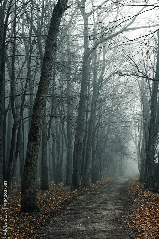 Fototapeta premium Autumn forest with a thick fog covering the trees . Vertical shot . Mysticism, riddles, secrets concept