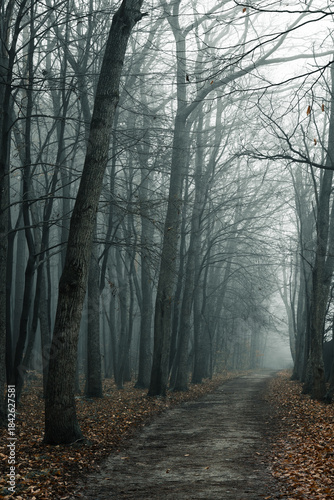 Autumn  forest with a thick fog covering the trees . Vertical shot . Mysticism, riddles, secrets concept