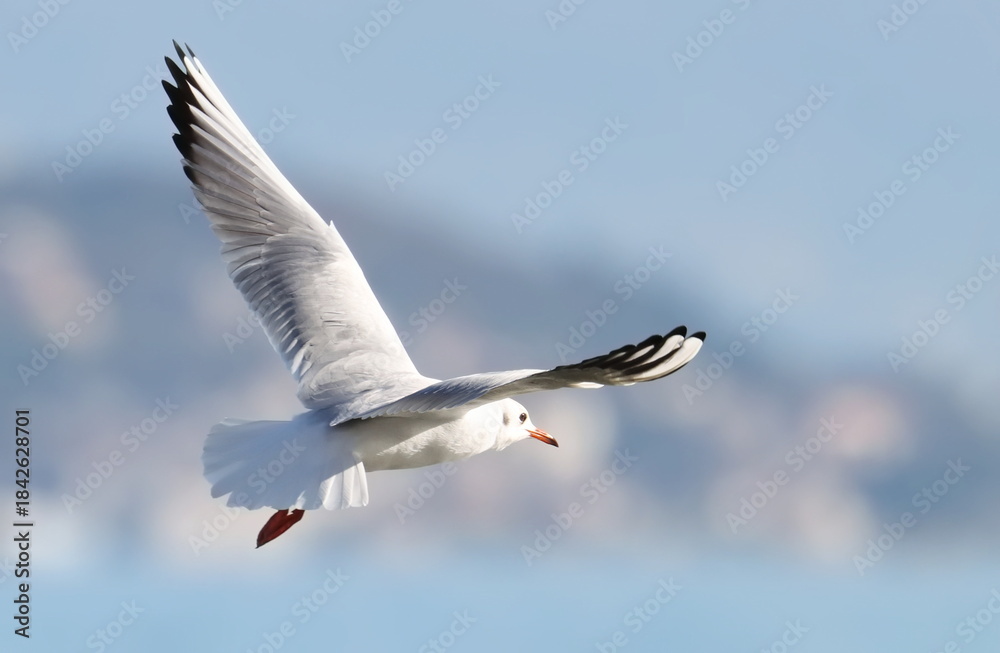 Fototapeta premium Common Black-headed Gull in flight, Larus ridibundus, birds of Montenegro