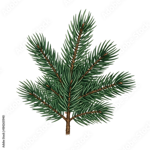 Pine tree branch with green leaves