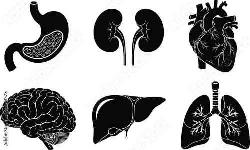 Human Internal Organs Black Silhouette Vector Set, Including Heart, Brain, Lungs, Liver, Stomach, and Kidneys for Medical Education Design