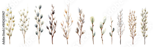 Watercolor set of spring willow branches. Willow twigs with fluffy tips and blossoms. Elements for spring and Easter designs. Vector illustration.
